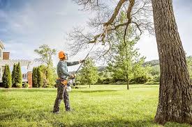 Best Fruit Tree Pruning  in St Paul, VA