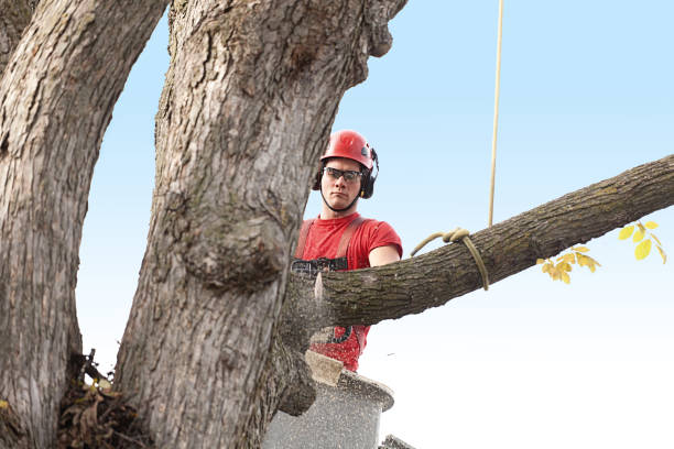 How Our Tree Care Process Works  in  St Paul, VA